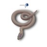 Pantherophis obsoletus Leucística | Artroposfera