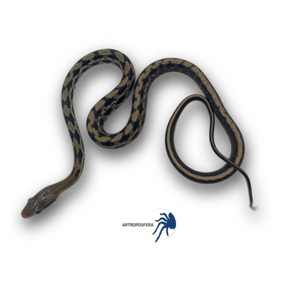 Orthriophis taeniurus (Ex.Elaphe taeniura)