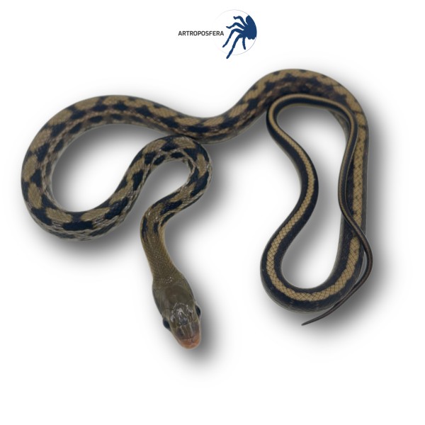 Orthriophis taeniurus (Ex.Elaphe taeniura)