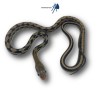 Orthriophis taeniurus (Ex.Elaphe taeniura)