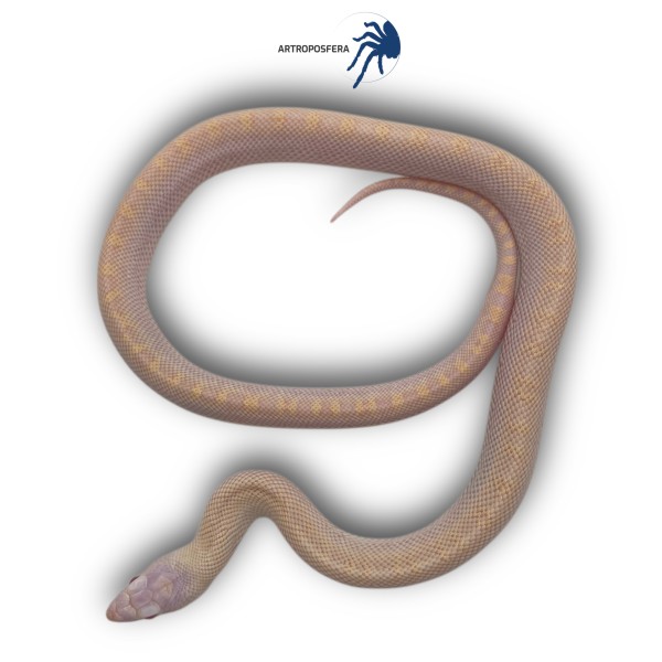 Pituophis catenifer sayi