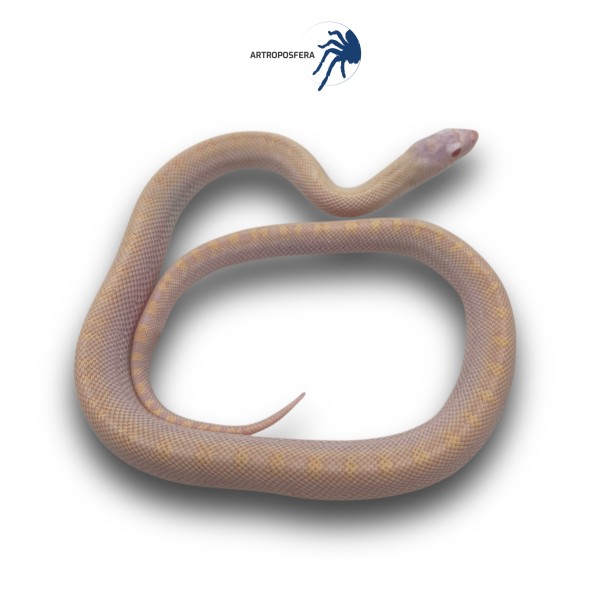 Pituophis catenifer sayi
