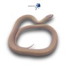 Pituophis catenifer sayi