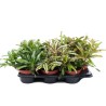 Neoregelia pauciflora – Bromelia Tropical para Terrarios