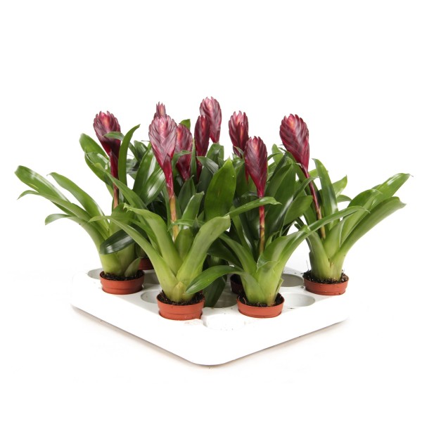 Vriesea Cathy | Bromelia Tropical Natural | Artroposfera