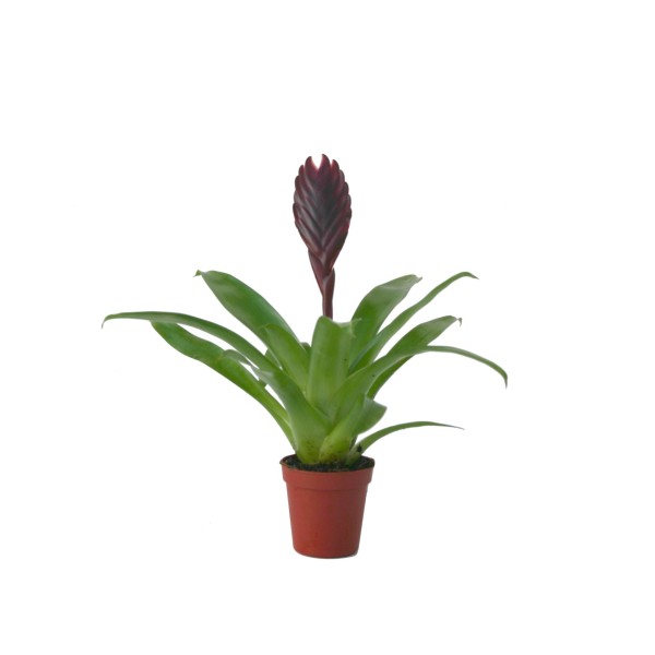 Vriesea Cathy | Bromelia Tropical Natural | Artroposfera