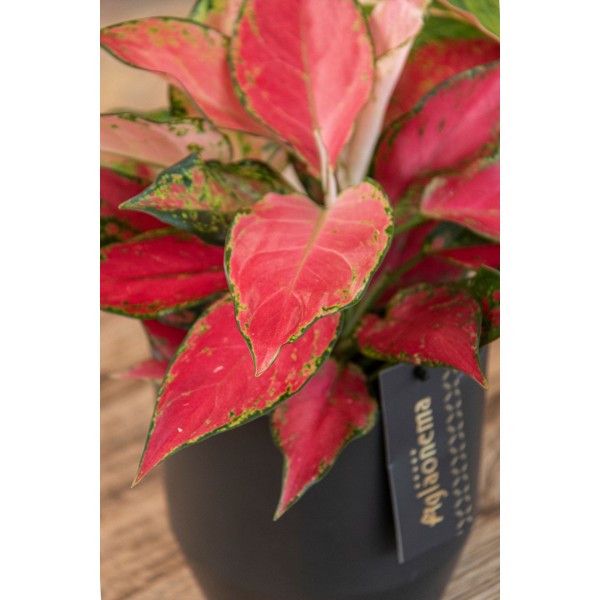 Aglaonema Cherry Baby LARGE | Planta Tropical | Artroposfera