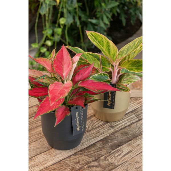 Aglaonema Cherry Baby LARGE | Planta Tropical | Artroposfera