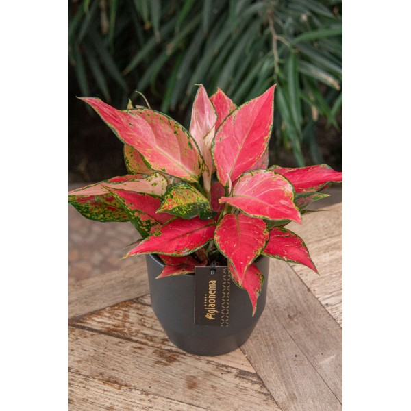 Aglaonema Cherry Baby LARGE | Planta Tropical | Artroposfera