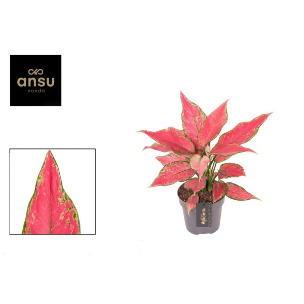 Aglaonema Cherry Baby LARGE | Planta Tropical | Artroposfera