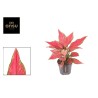Aglaonema Cherry Baby LARGE | Planta Tropical | Artroposfera