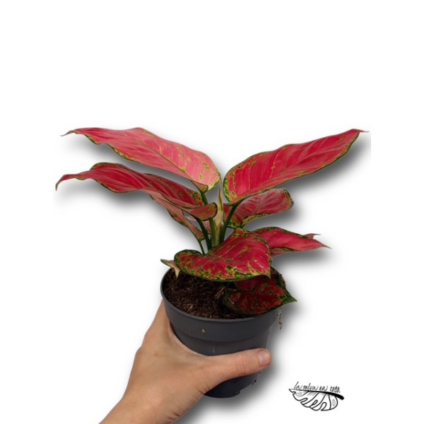 Aglaonema Cherry Baby LARGE | Planta Tropical | Artroposfera