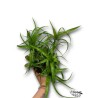 Neoregelia pauciflora – Bromelia Tropical para Terrarios