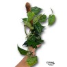 Monstera siltepecana con Tutor LARGE | Artroposfera