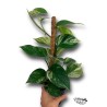 Marble Queen con Tutor LARGE | Planta Variegada | Artroposfera
