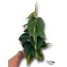Philodendron Brasil con Tutor | Planta Tropical | Artroposfera