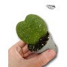 Hoya kerrii Splash Mini | Planta Corazón | Artroposfera
