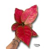 Aglaonema Cherry Baby LARGE | Planta Tropical | Artroposfera