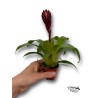 Vriesea Cathy | Bromelia Tropical Natural | Artroposfera