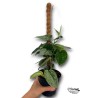 Scindapsus Silvery Ann con Tutor LARGE | Artroposfera