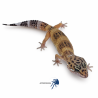 Eublepharis macularius