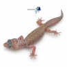 Eublepharis macularius