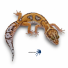 Eublepharis macularius
