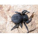 Eresus walckenaeri (hembra sub)