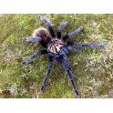 Xenesthis sp blue (2/3 mudas)