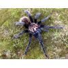 Xenesthis sp blue (2/3 mudas)