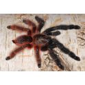 Psalmopoeus victori (2.5 cm de cuerpo)