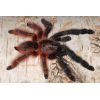 Psalmopoeus victori (2.5 cm de cuerpo)