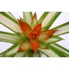 Guzmania Ice Cream