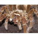 Theraphosa blondi 2