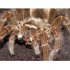Theraphosa blondi