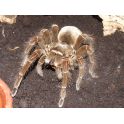 Theraphosa blondi