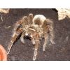 Theraphosa blondi