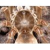Theraphosa blondi
