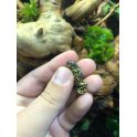Bombina orientalis 2