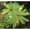 Biophytum sensitivum