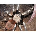 Nhandu chromatus