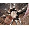 Nhandu chromatus