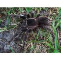 Lasiodora parahybana