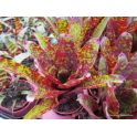 Neoregelia hybride sf.