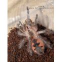Pamphobeteus sp. Machalla HEMBRA (SUB/ADULTA) 2