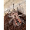 Pamphobeteus sp. Machalla HEMBRA (SUB/ADULTA)