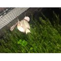 Hymenopus coronatus 2