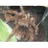 Pamphobeteus sp. Machalla HEMBRA (SUB/ADULTA)