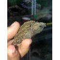 Macrochelys temminckii (Babys)