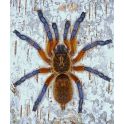 Harpactira pulchripes (Adulta) 2